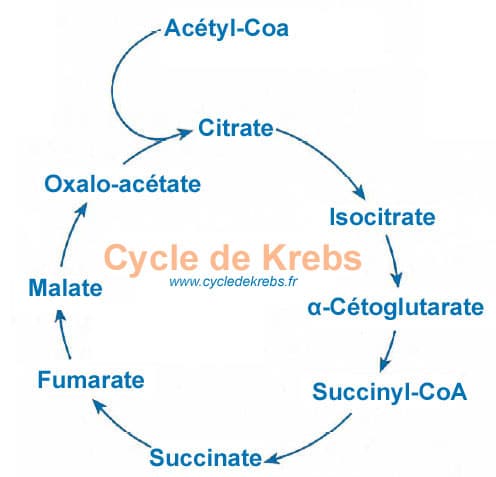 Cycle De Krebs On Vous Explique Tout