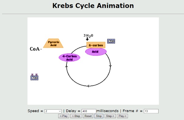 Krebs Cycle Animation